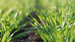 Quand et comment réussir le désherbage d’hiver des céréales ?