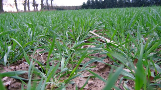 En savoir plus sur le désherbage d’automne des céréales ?