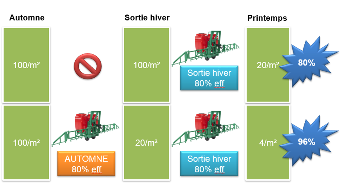 Figure 2 : efficacité d’un programme automne puis sortie d’hiver seulement