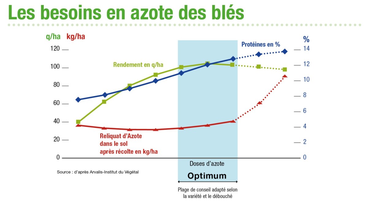 Les besoins en azote des blés