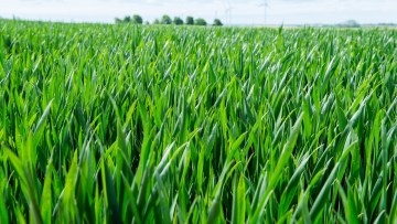 Piloter sa fertilisation azotée en blés