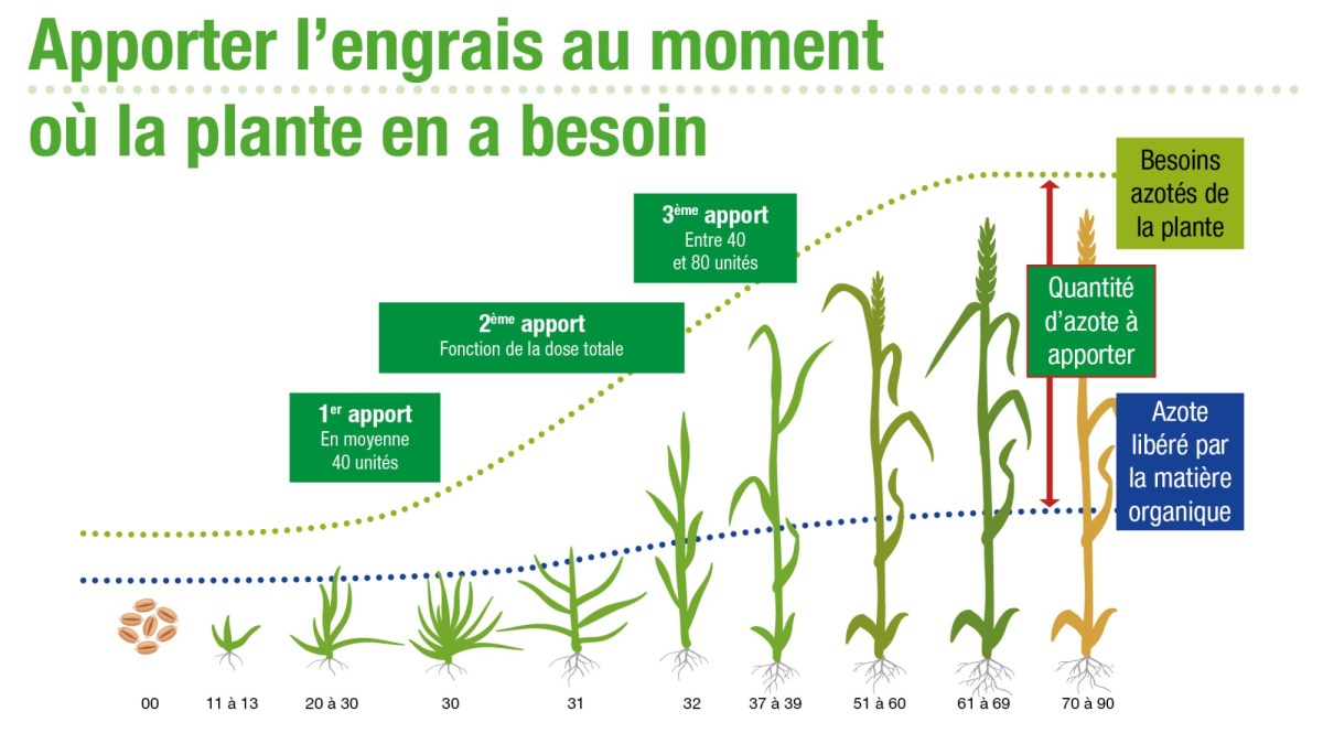 Fractionnement de l'engrais azoté sur trois apports