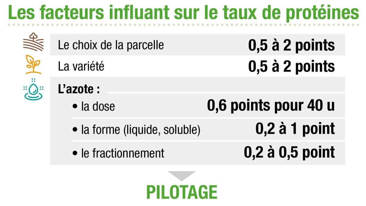 Fertilisation du blé : azote et taux de protéines