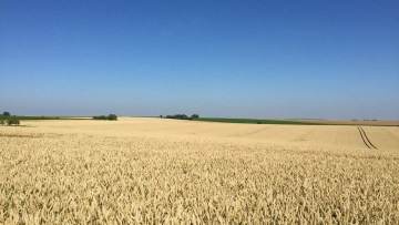 Les composantes du rendement du blé