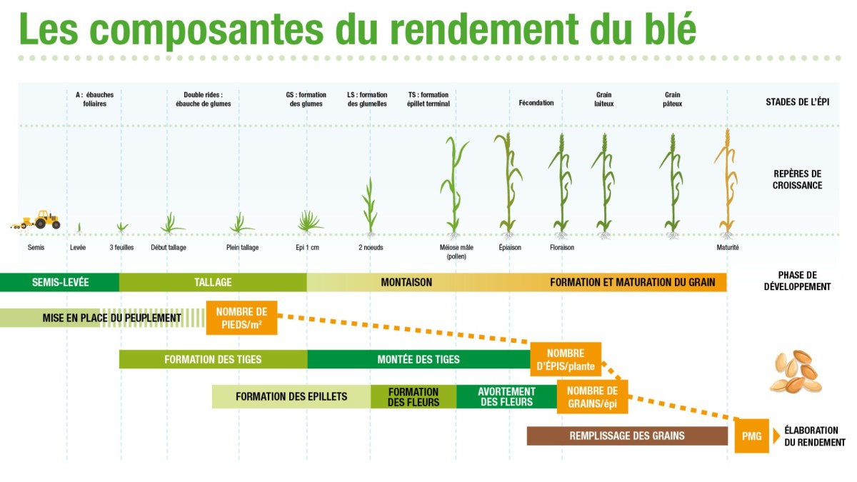 Les composantes du rendement du blé