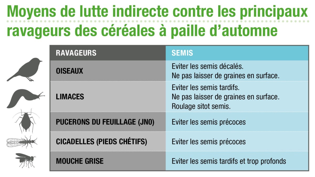 Semis de blé : comment lutter contre les ravageurs ?