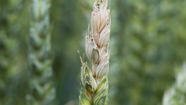 La fusariose du blé
