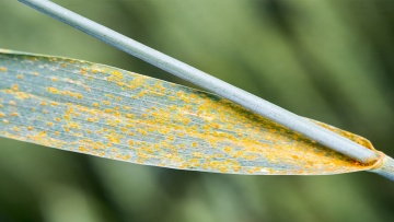 Info'risque : alertes risques maladies du blé