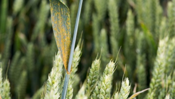 Enjeux et principes de la protection du blé