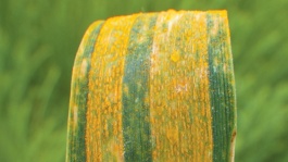 La rouille jaune du blé