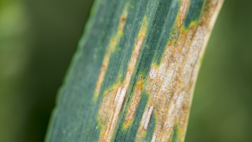 Maladies du blé
