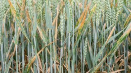 Septoriose sur blé : résistances et pression de sélection compliquent la lutte