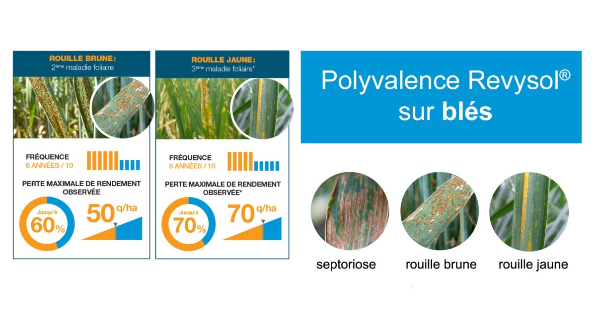 nuisibilité moyenne rouille brune, rouille jaune