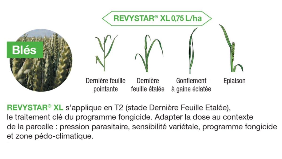 Recommandations utilisation Revystar XL sur blés