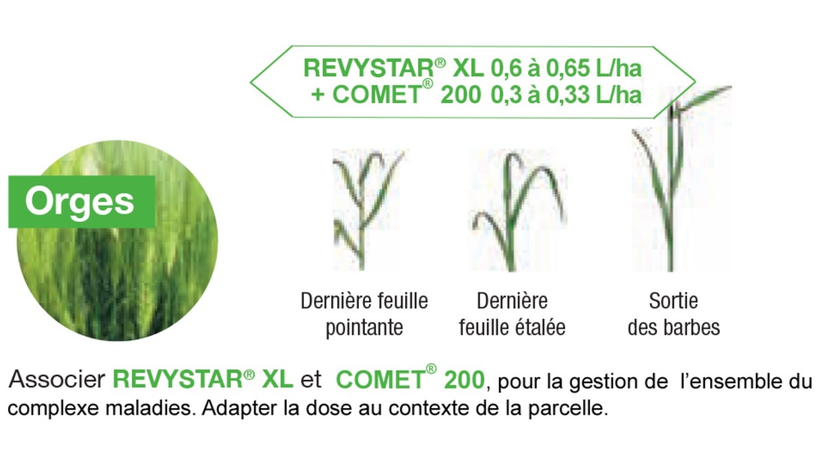 recommandations d'utilisation Revystar XL sur orges