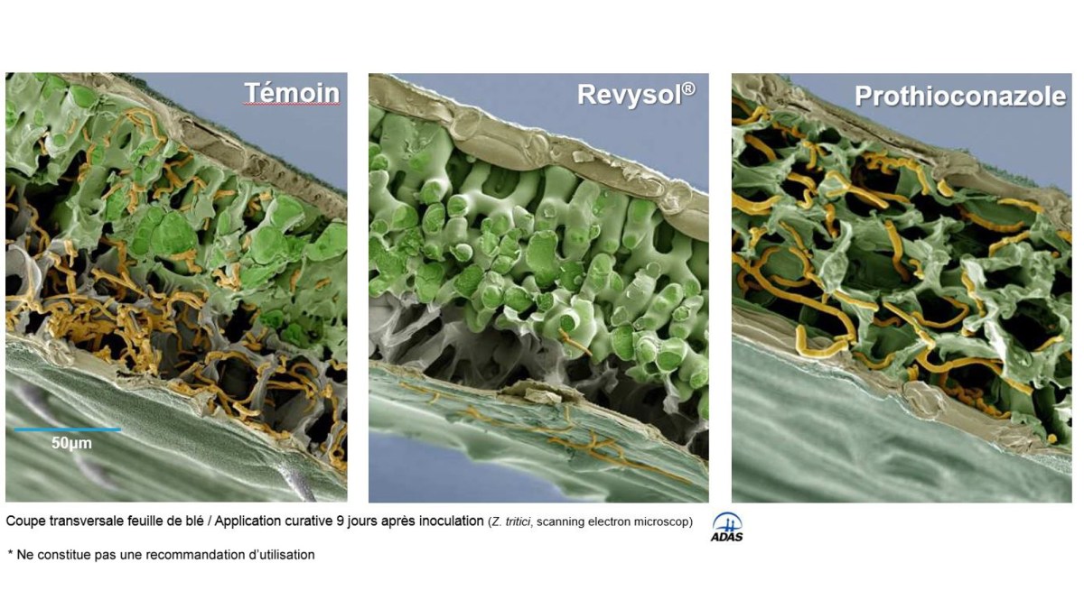 revysol une excellente activité curative