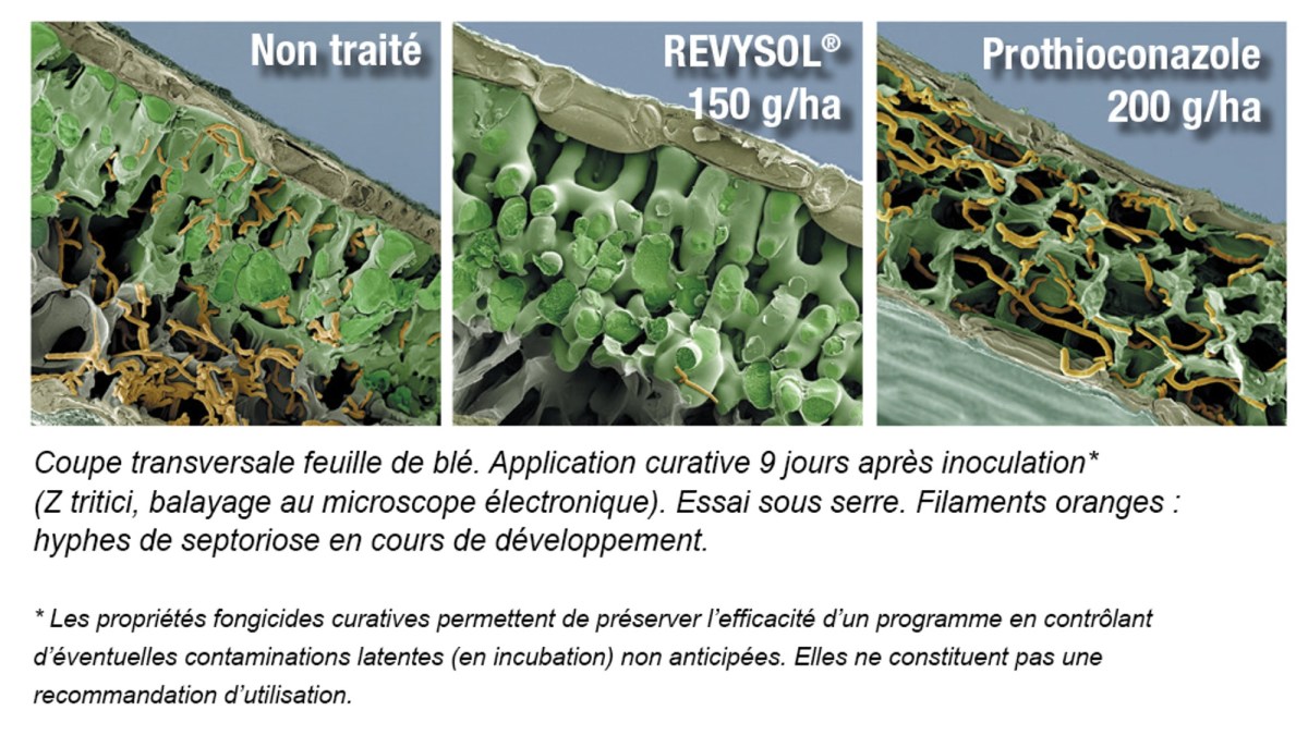 Revystar XL, contrôle de la septoriose sur feuille de blé