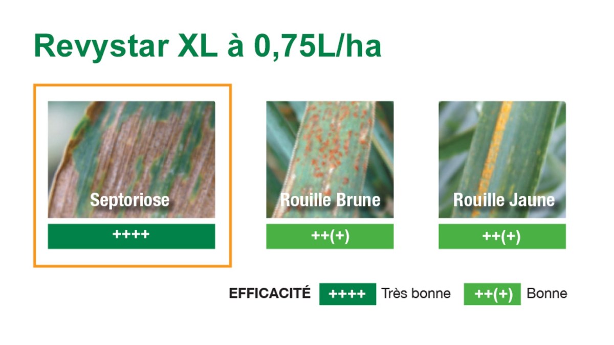 revystar xl, polyvalence septoriose et rouilles