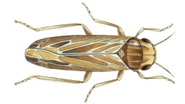 Cicadelle des céréales sur orge