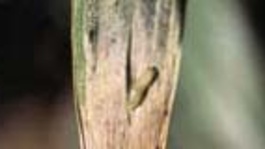 La mouche mineuse des céréales