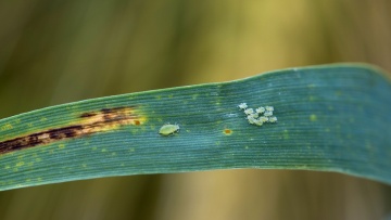 Protection insecticide de l'orge