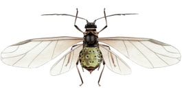 Puceron vecteur de la jaunisse nanissante sur orge