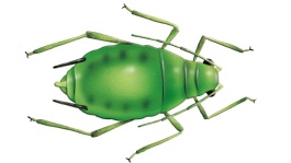 Le puceron des épis des céréales