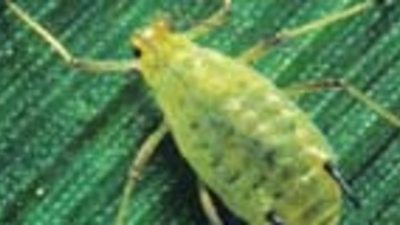Puceron du feuillage des céréales sur orge