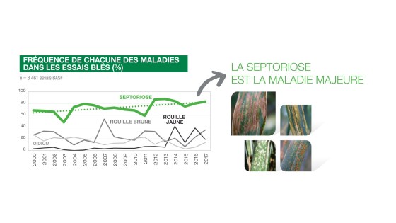 fréquence des maladies dans les essais blé