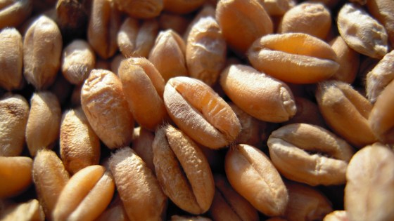 Bien choisir ses variétés de blé