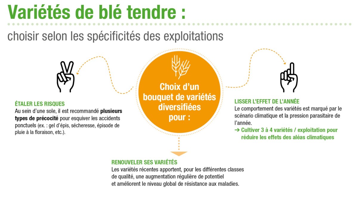 critères de choix de variétés de blé tendre