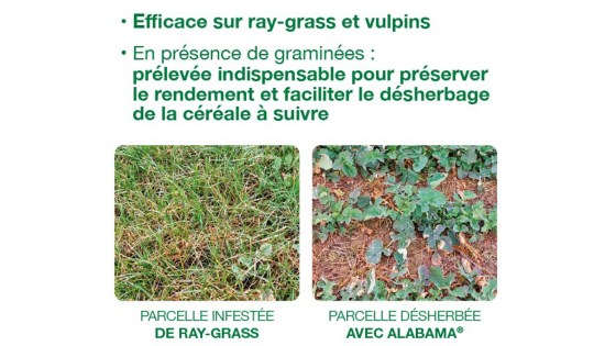 progression des graminées ray-grass et vulpins sur colza