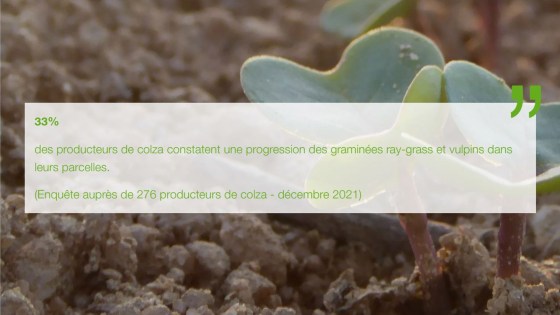 progression des graminées ray-grass et vulpins sur colza