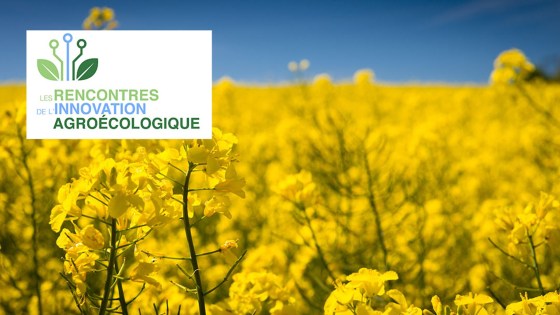 Replay : les auxiliaires du colza et la régulation naturelle des altises