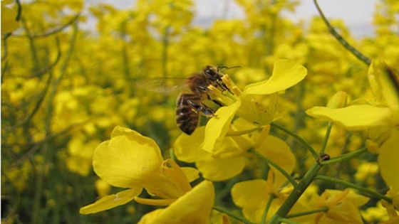 Fongicides SDHI : quels impacts sur les abeilles ?