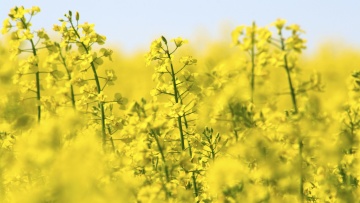 Itinéraires agroécologiques en colza : concilier rentabilité et respect des ressources