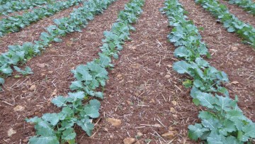 colza stade 4 feuilles