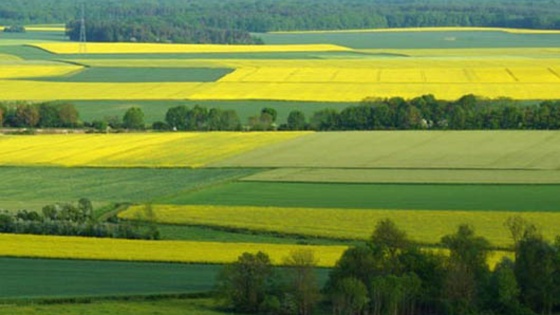 La culture de printemps