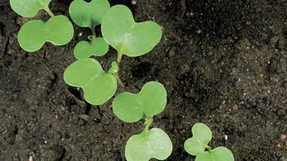 Les méthodes agronomiques favorables au désherbage