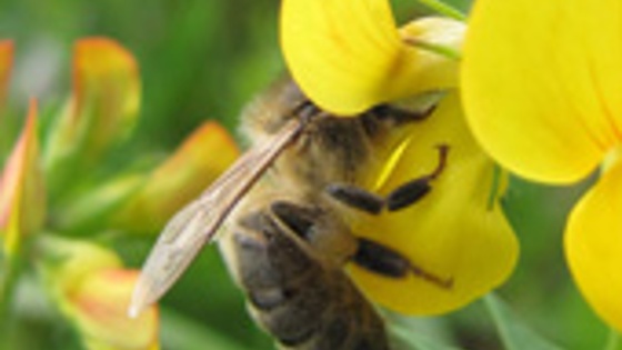 BASF s’engage pour contribuer à la santé des abeilles