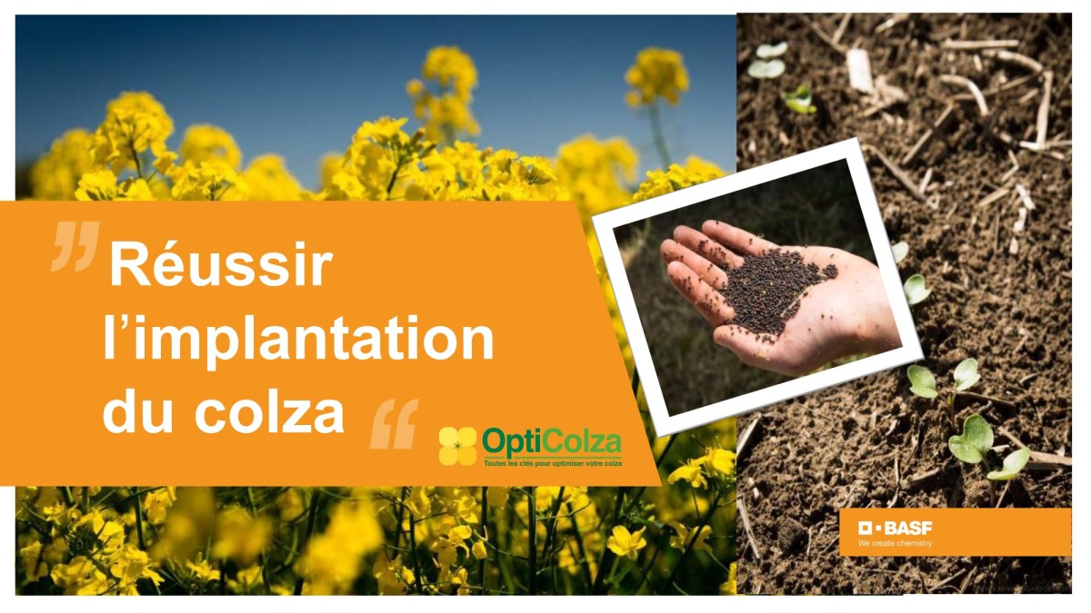 Réussir l'implantation du colza