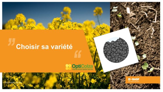 réussir l'implantation du colza : choisir sa variété