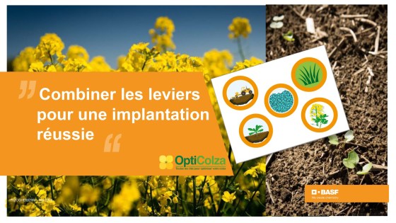 réussir l'implantation du colza : combiner les leviers