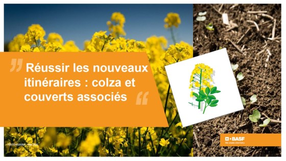 réussir l'implantation du colza : couverts associés