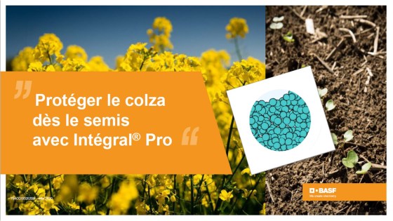 réussir l'implantation du colza : traitement de semences