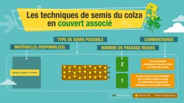 Colza et couvert associés : point sur les techniques de semis