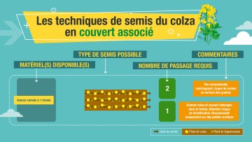 Colza et couvert associés : point sur les techniques de semis