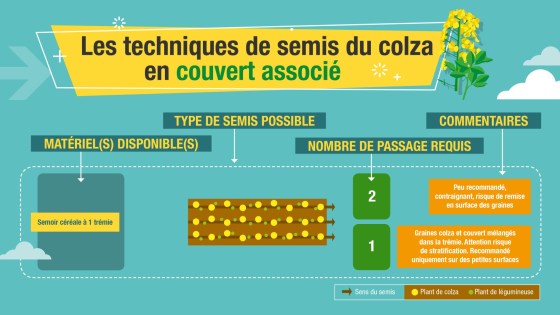 Colza et couvert associés : point sur les techniques de semis