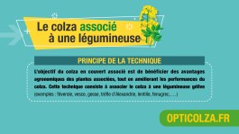 La culture du colza en couvert associé