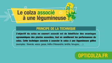La culture du colza en couvert associé